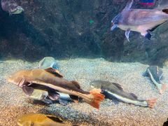 -太平洋海底世界