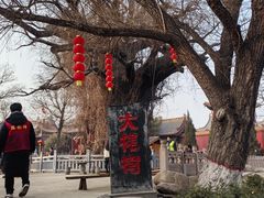 -大槐树寻根祭祖园