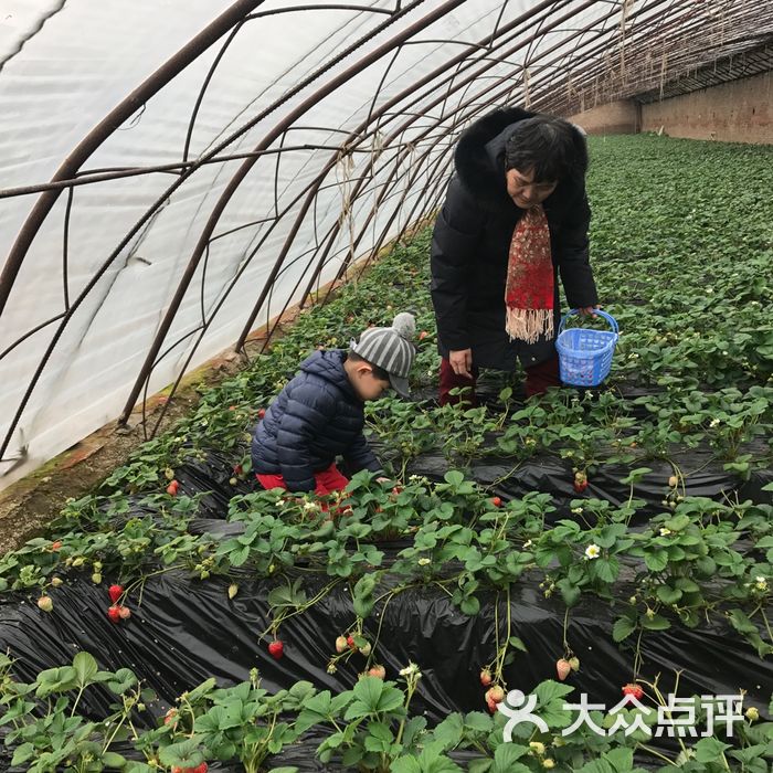 京豫草莓採摘園圖片-北京採摘/農家樂-大眾點評網