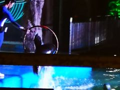 -灵玲国际马戏城