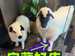 -百草滩羊清水涮羊肉·清真·宁夏盐池滩羊(莲花桥店)