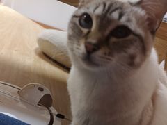 -猫和宫(六道口店)