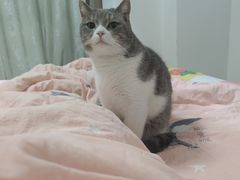 -宠福鑫康馨动物医院·骨科·眼科