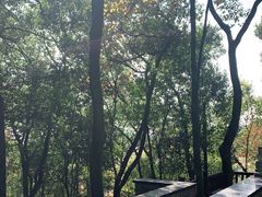 -上海佘山国家森林公园天马山园