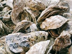 -天津金元宝滨海农产品交易市场(共发大道)