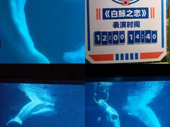 -海合安武汉极地海洋公园