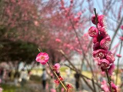 -洋湖国家湿地公园