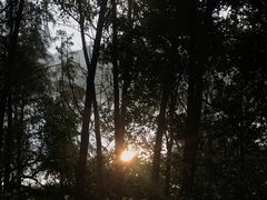 -大湾区中央湿地公园-十九涌