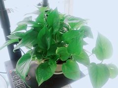-阿姨来了月嫂服务中心(徐汇店)