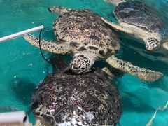 -正佳极地海洋世界