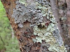 -叠溪松坪沟景区