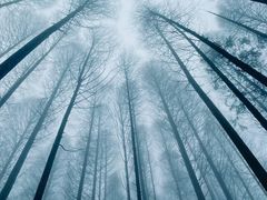 -武陵山森林公园