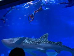-烟台海昌鲸鲨海洋公园