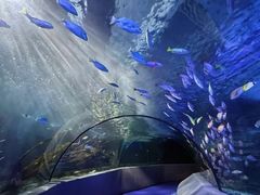 -太平洋海底世界