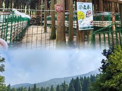 -武陵山森林公园