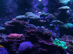 -瑞普利水族馆