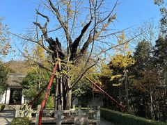 -上海佘山国家森林公园天马山园