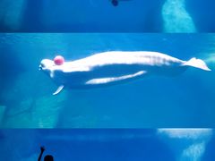 -海合安武汉极地海洋公园
