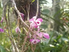 -中国科学院西双版纳热带植物园