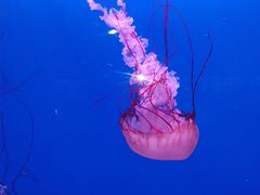 -大连老虎滩海洋公园