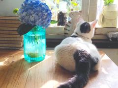 -海边的猫和咖啡馆