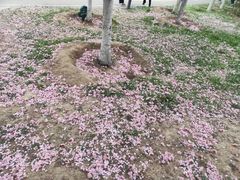 -西安浐灞国家湿地公园