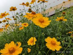 -柳湖沙月沙滩公园