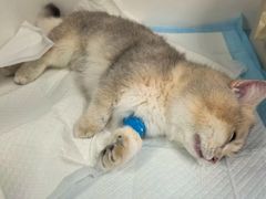 -纳吉亚猫专科动物诊疗中心(蒋宅口分院)