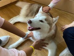 -Husky Go! 哈士奇体验馆·宠物咖啡厅狗咖