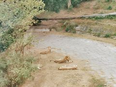 -深圳野生动物园