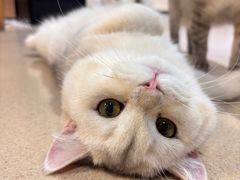 -藏猫猫咖啡主题馆(中央大道店)