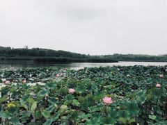 -北京麋鹿生态实验中心
