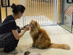 -藏猫猫咖啡主题馆(中央大道店)