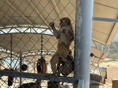 -西霞口神雕山野生动物世界