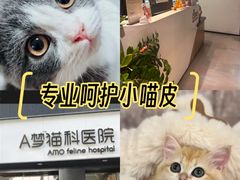 -御宝贝·A梦猫科宠物医院(国际猫友好医院)