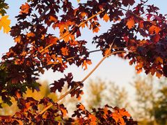 -蒲河岛湿地公园