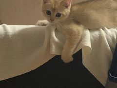 -凯特喵百思猫专科医院