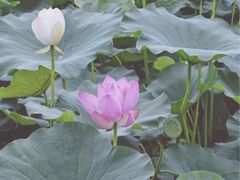 -圩墩遗址公园
