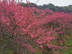 -新建村梅花