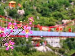-清境桃源
