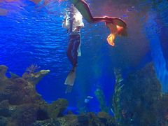 -芜湖新华联大白鲸海洋公园