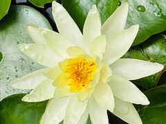 -陈家山荷花公园