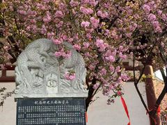 -西安青龙寺遗址景区