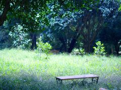 -南宁良凤江国家森林公园