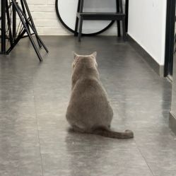 -飛凡TATTOO纹身•原创