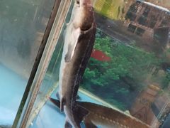 -紫丁香饭店-中餐厅