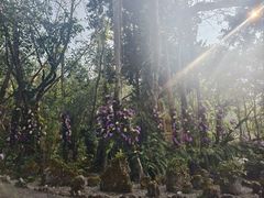 -莫里热带雨林景区