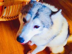 -Husky Go! 哈士奇体验馆·宠物咖啡厅狗咖