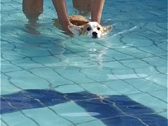 -趣玩宠物乐园寄养训犬训狗游泳池