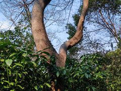 -上海佘山国家森林公园西佘山园